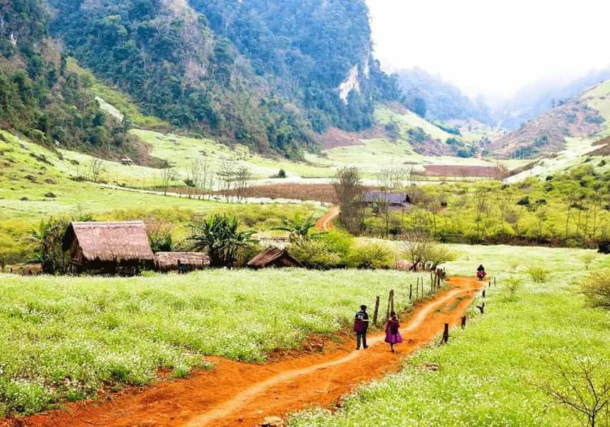 NHỮNG MÙA HOA NỞ TRÊN CAO NGUYÊN MỘC CHÂU